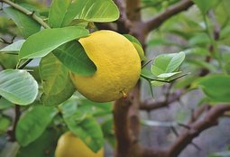 GREPOVNÍK – CITRUS xPARADISI